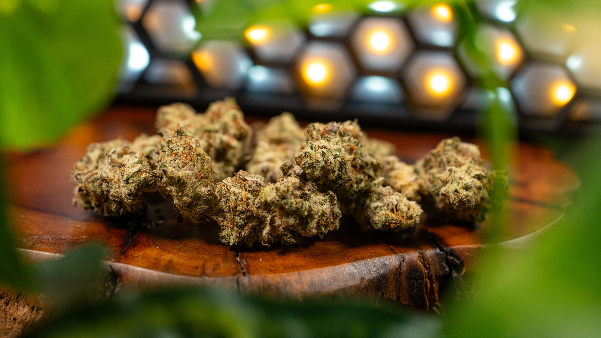 Indoor THCA Flower Photo