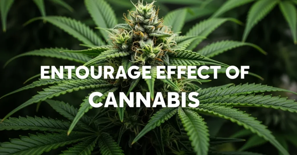 Entourage Effect of Cannabis